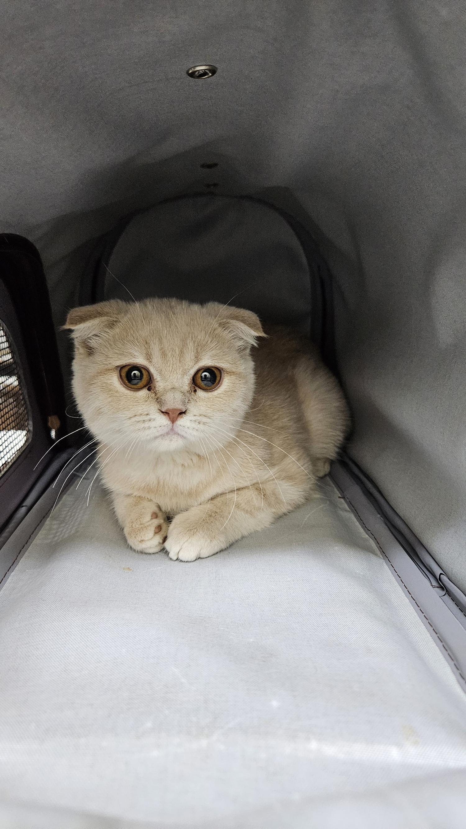 아산동물복지지원센터_444452202301887