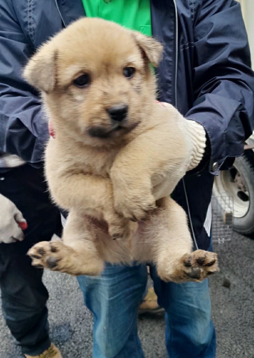 남양동물보호센터_441553202302824