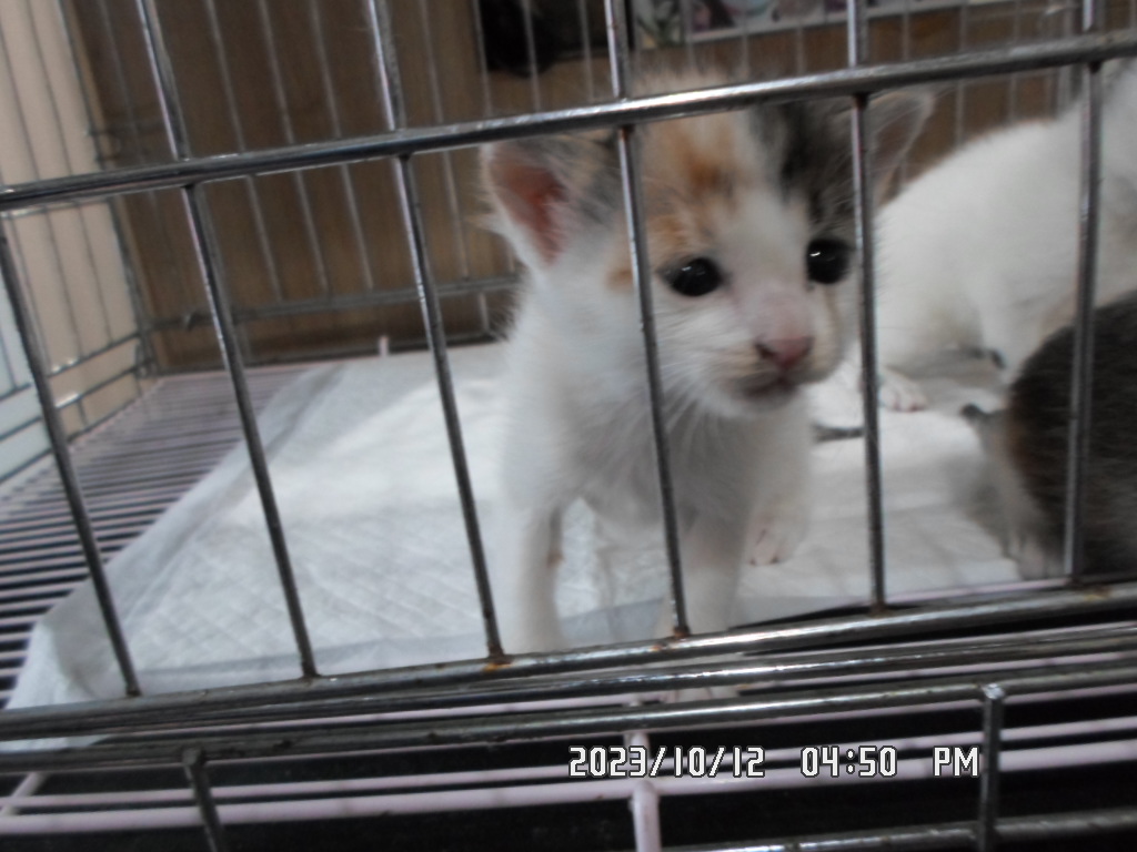 디아크동물종합병원_411319202300498