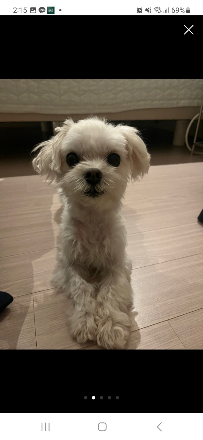 종료(반환) 말티즈…