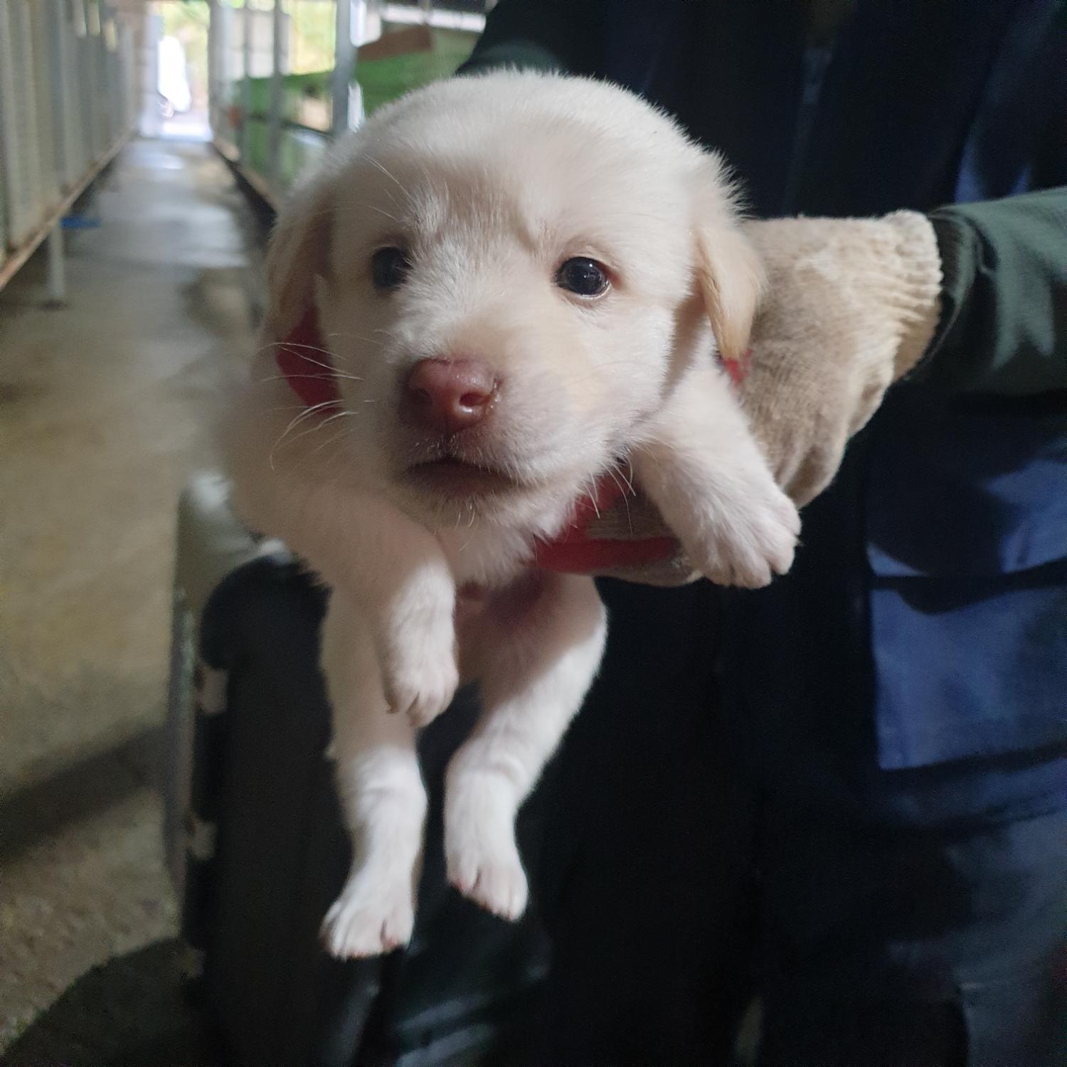남양동물보호센터_441553202302830
