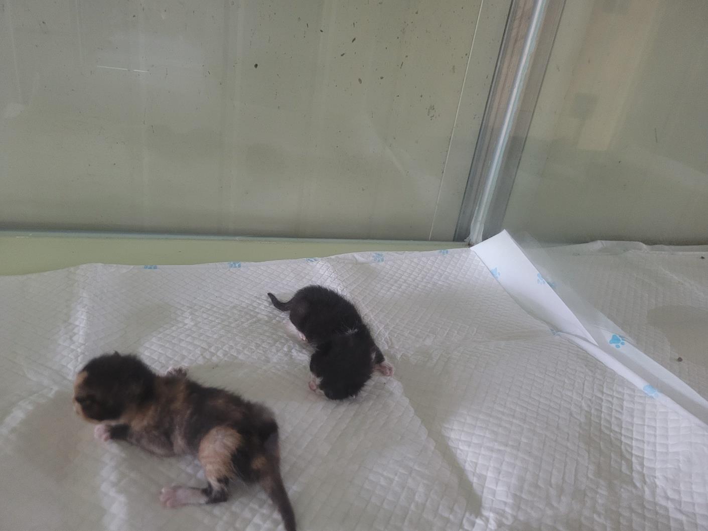 보호중 한국 고양이…