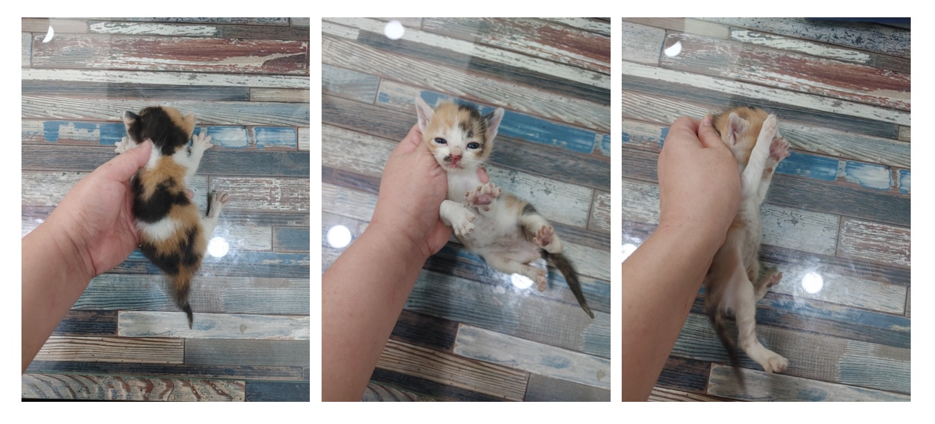 스타캣츠_441393202301988