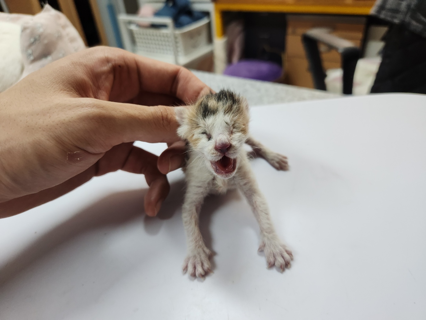 종료(자연사) 한국…