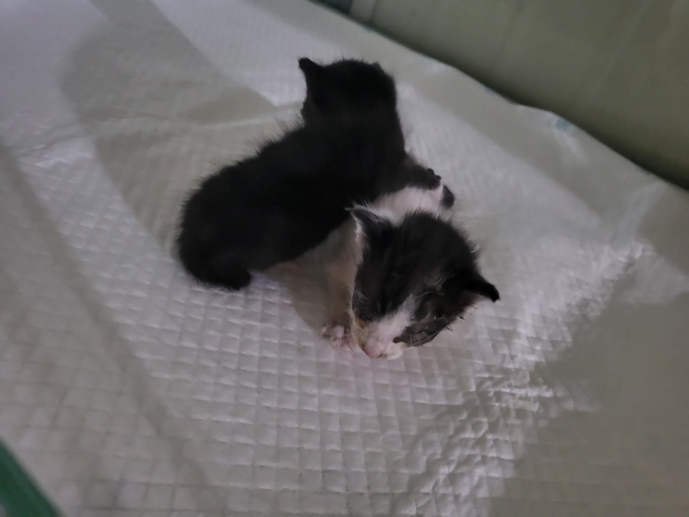 보호중 한국 고양이…