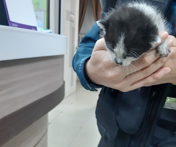 보호중 한국 고양이…