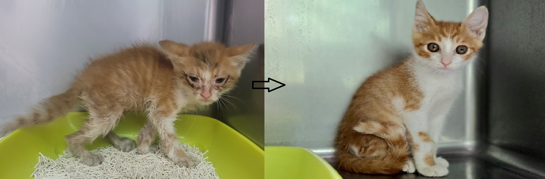 [고양이] 한국 고양이 경기-수원-2023-00585 유기동물 배경 이미지 입니다.