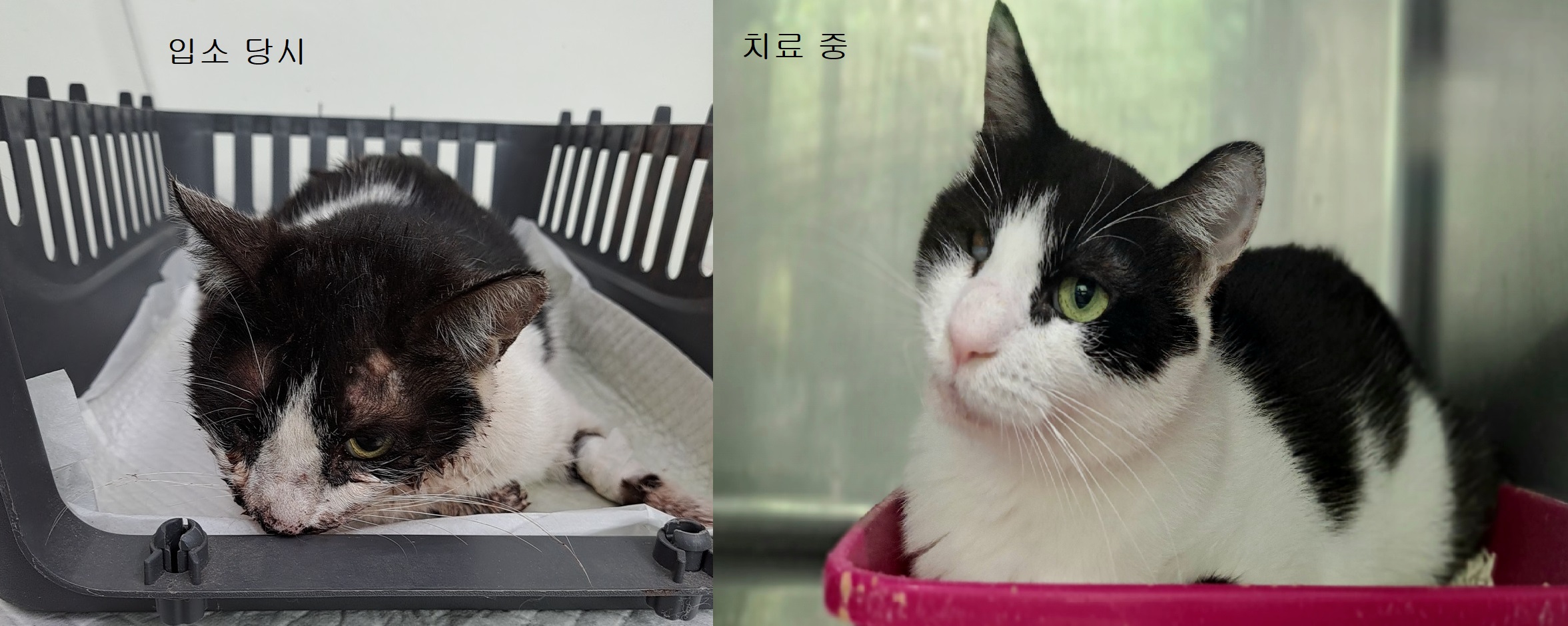 [고양이] 한국 고양이 경기-수원-2023-00068 유기동물 배경 이미지 입니다.