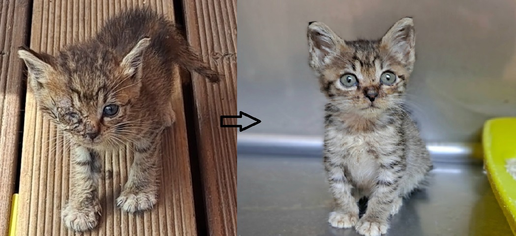 [고양이] 한국 고양이 경기-수원-2023-00570 유기동물 배경 이미지 입니다.