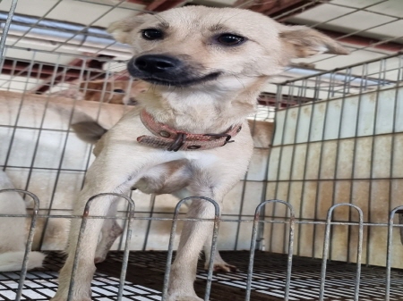 원주유기동물보호센터_442419202300573