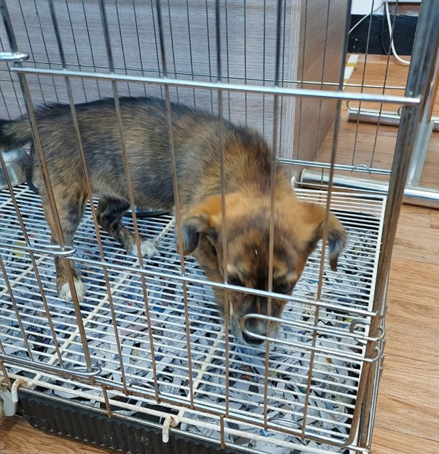 인월동물병원_445470202300875