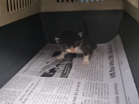 보호중 한국 고양이…