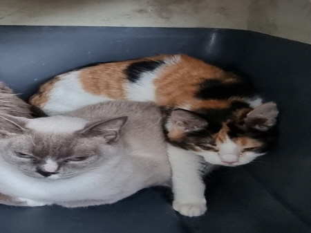 보호중 한국 고양이…