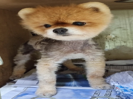 종료(반환) 포메라…