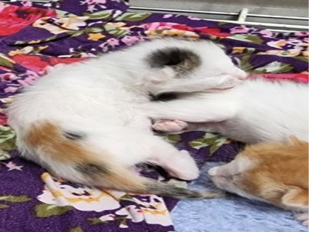 종료(자연사) 한국…