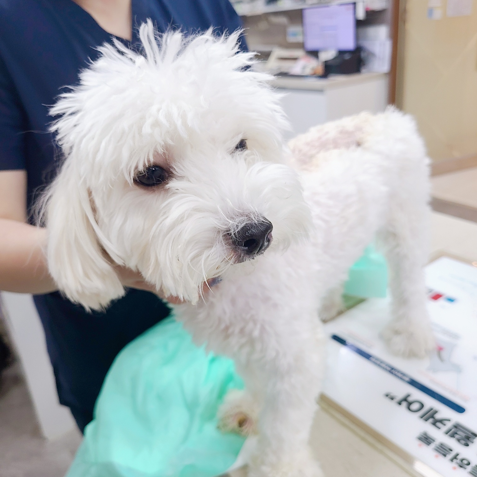 보호중 말티즈의 가…