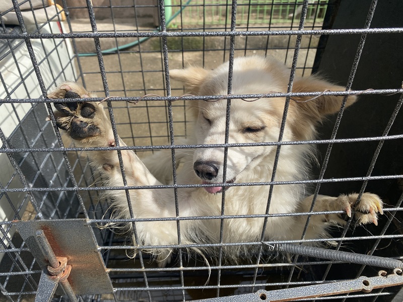 영덕유기동물보호센터_447518202300420