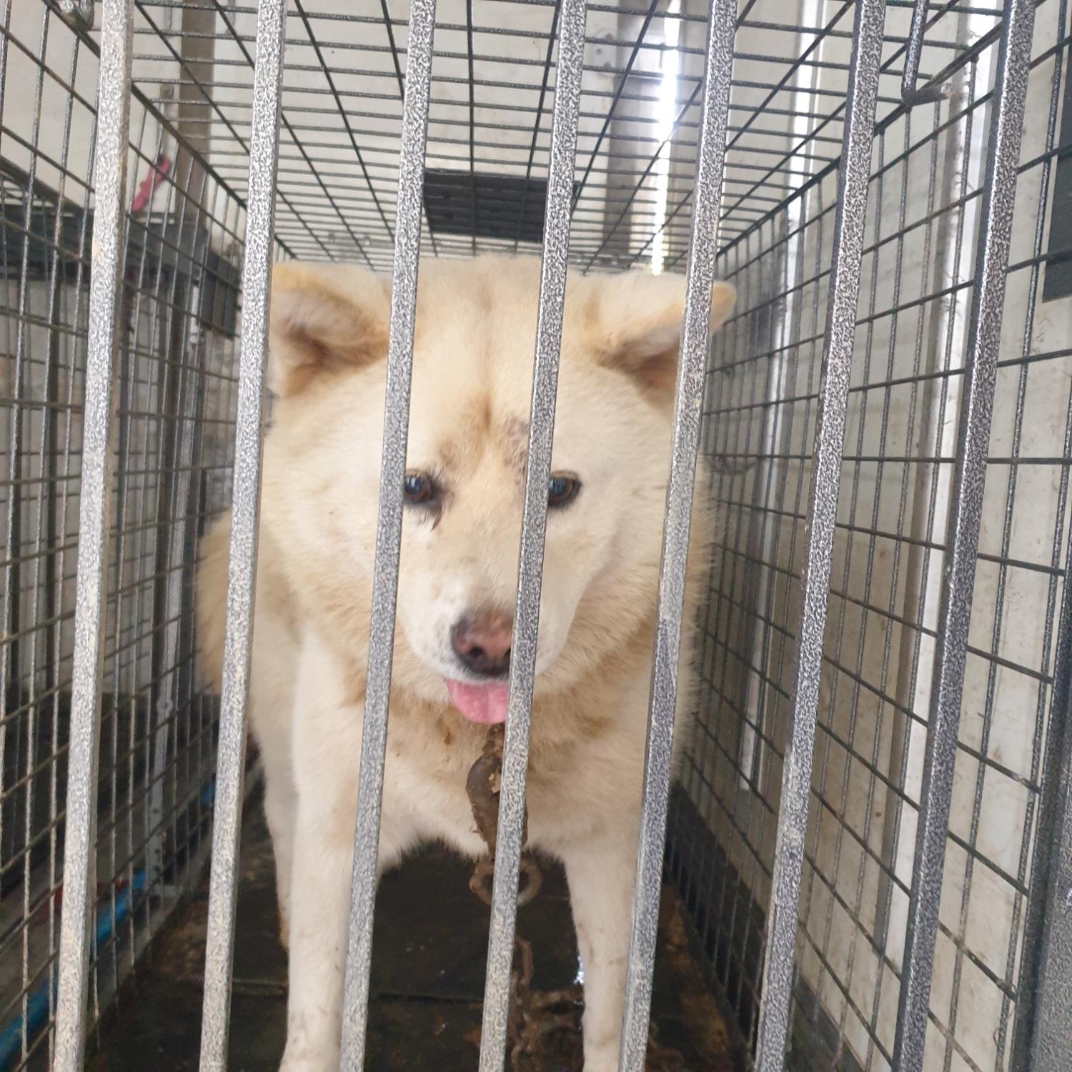 보호중 진도견의 가…