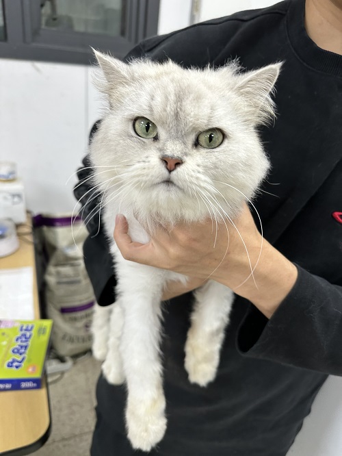 [고양이] 페르시안 충북-청주-2023-00742 유기동물 배경 이미지 입니다.