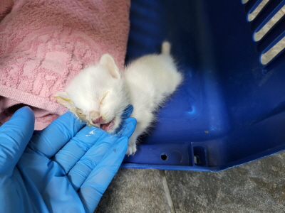 보호중 한국 고양이…