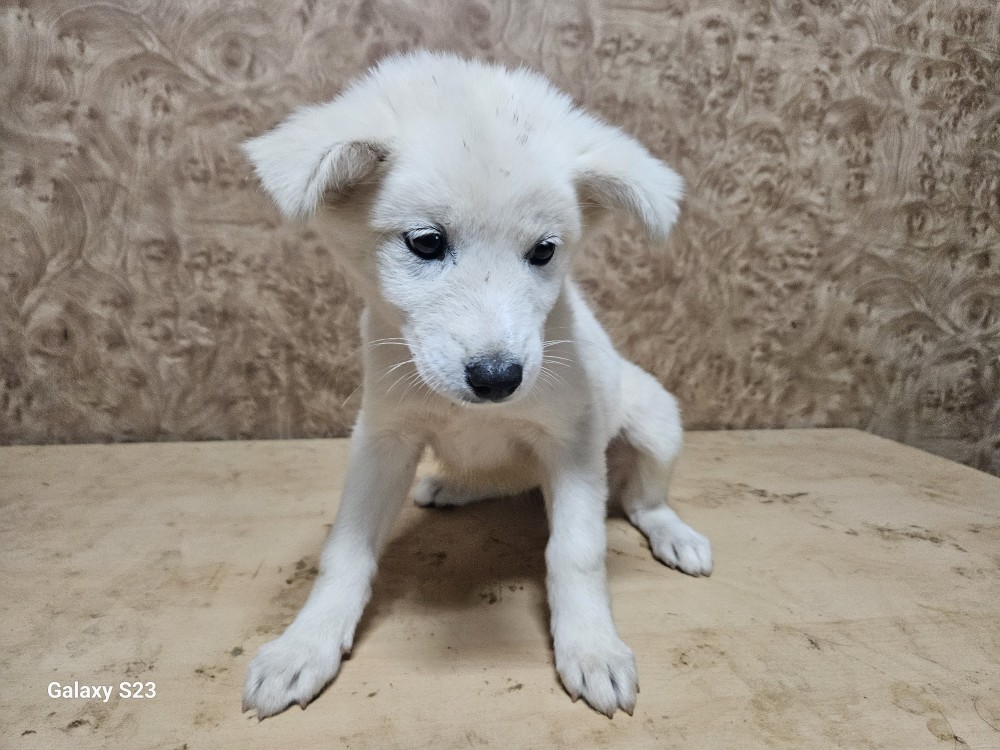 순천시유기동물보호소_446482202300938