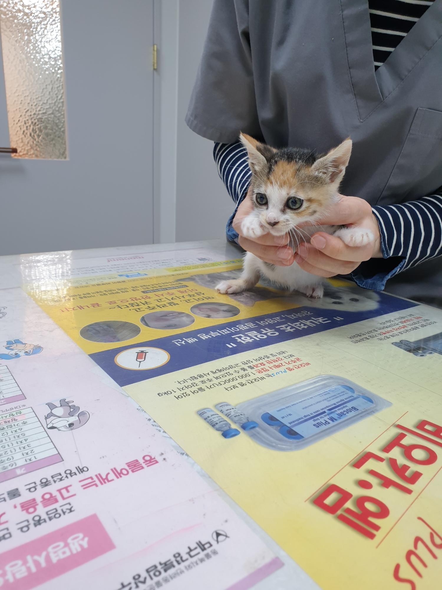 보호중 한국 고양이…