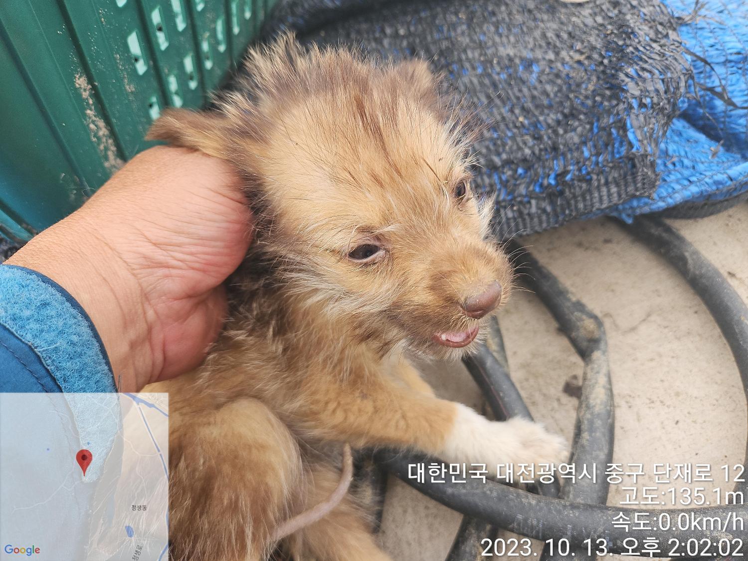 종료(입양) 믹스견…