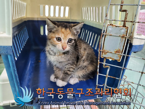 종료(입양) 한국 …
