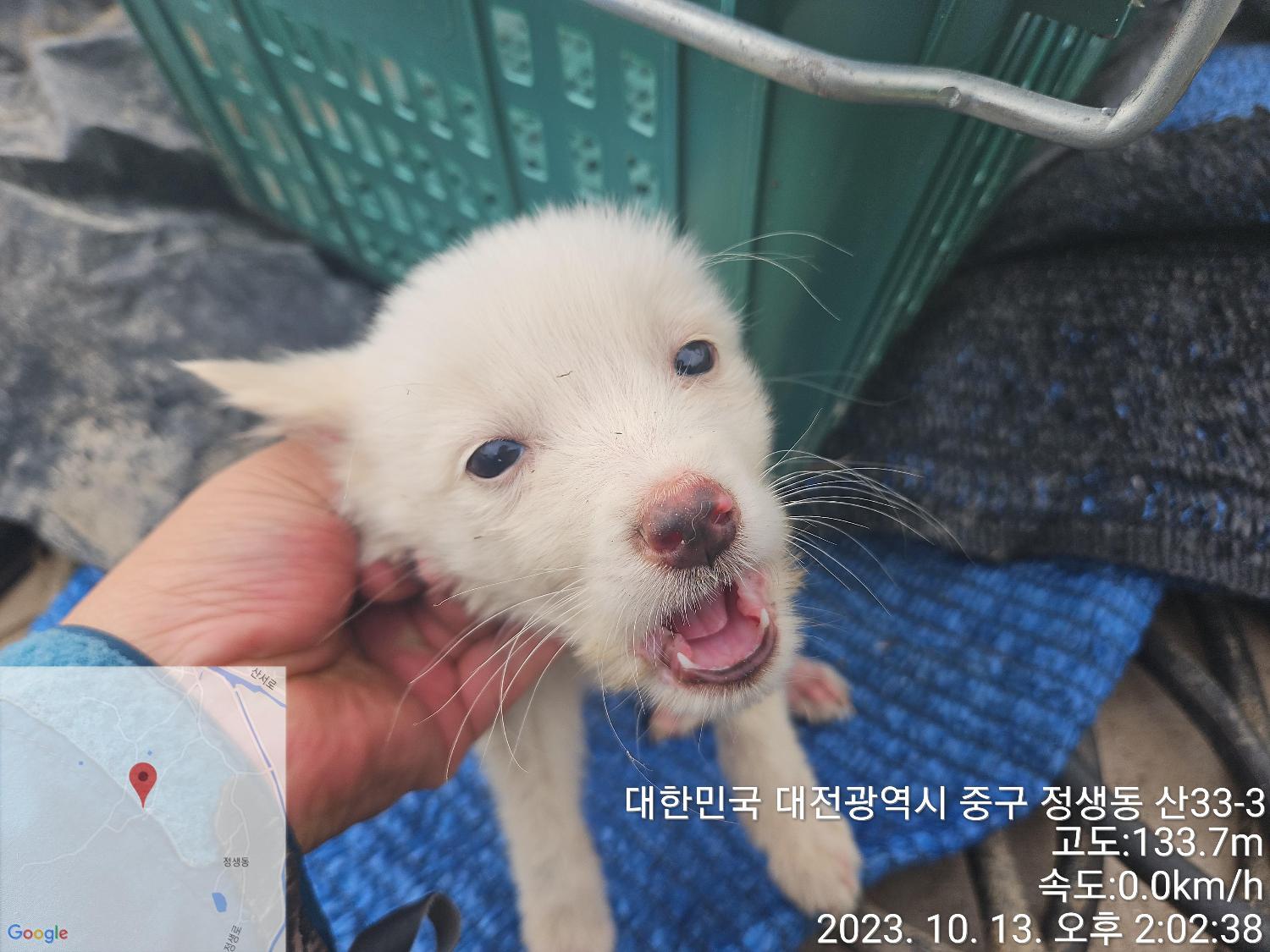 보호중 믹스견의 가…