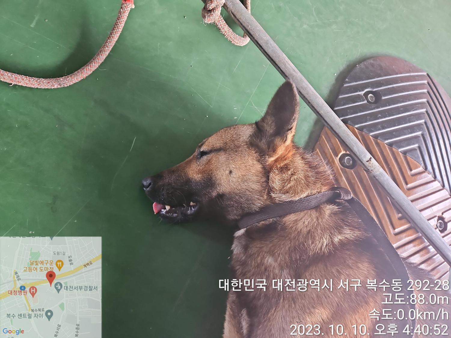 대전동물보호센터_430365202300496