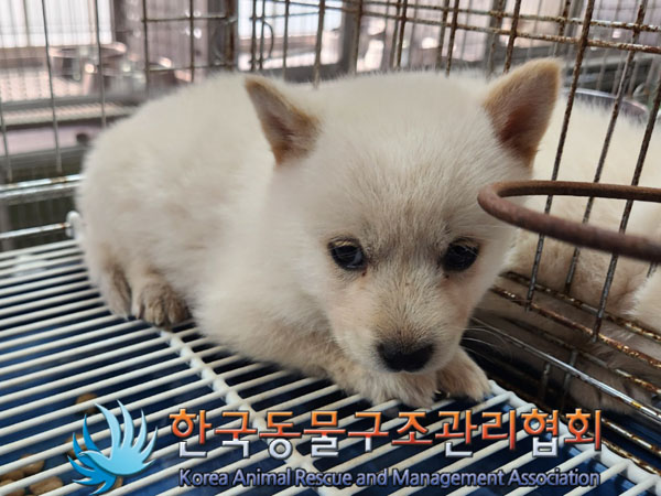 한국동물구조관리협회_441560202301356