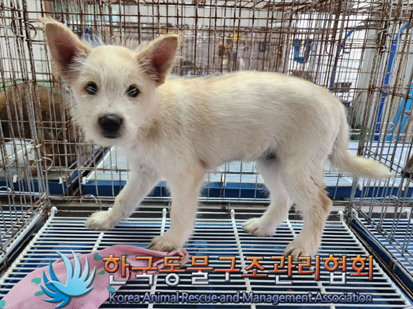 한국동물구조관리협회_441409202301598