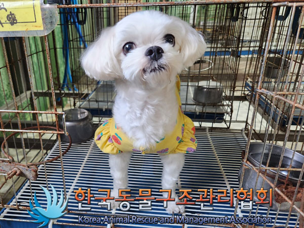 한국동물구조관리협회_411316202300737