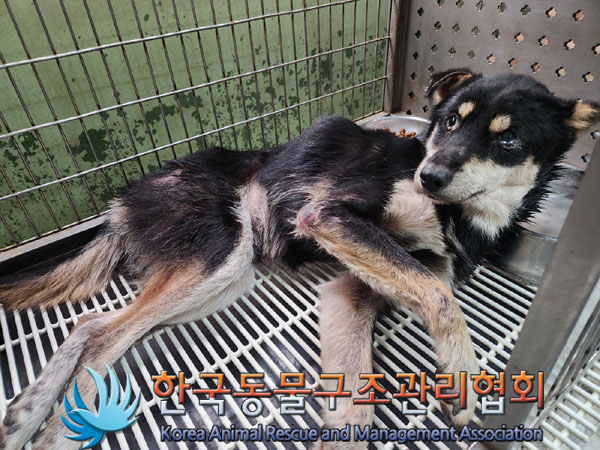 한국동물구조관리협회_441406202301503