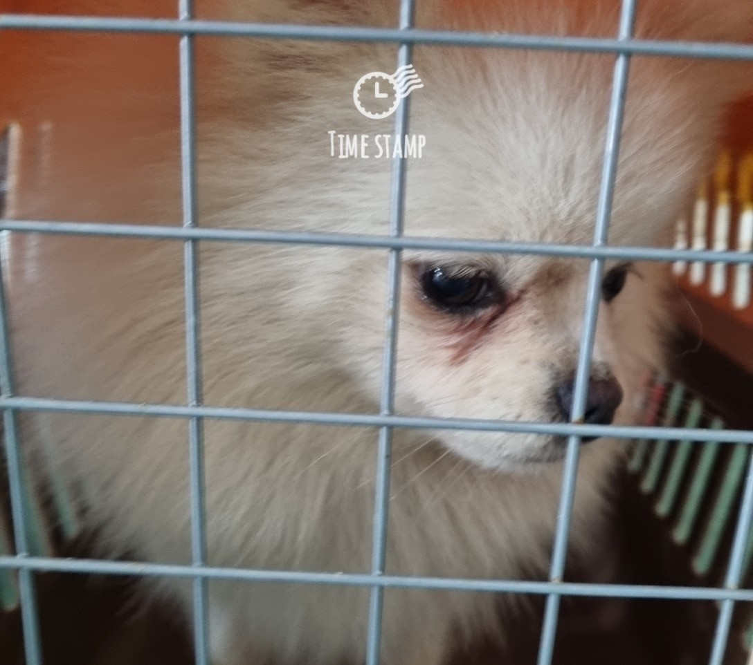 울산유기동물보호센터_431373202301106