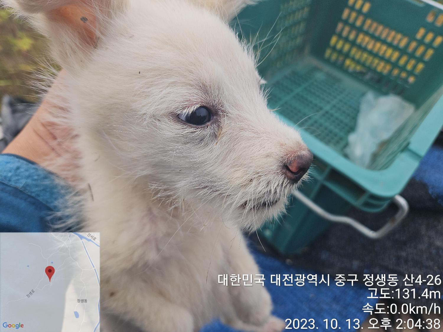 대전동물보호센터_430365202300501