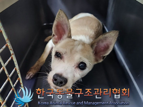 한국동물구조관리협회_441392202300213