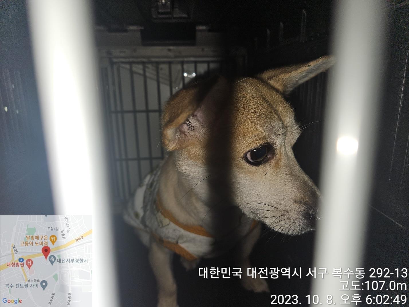 대전동물보호센터_430365202300494