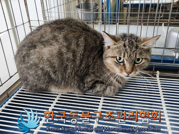 한국동물구조관리협회_441414202300771