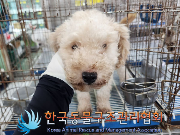보호중 푸들의 가족…