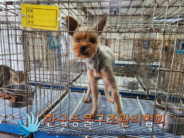 한국동물구조관리협회_411316202300736