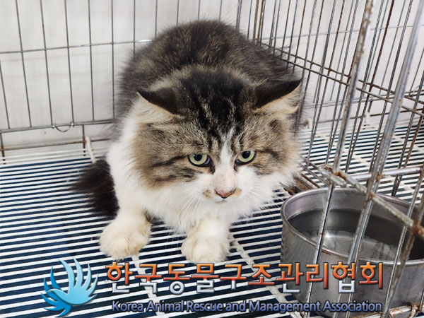 종료(입양) 노르웨…