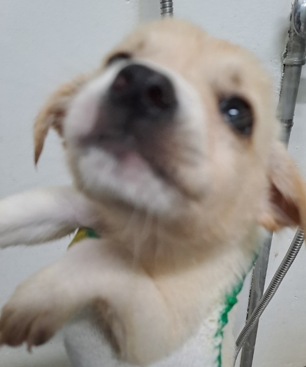 영양군유기동물보호소_447517202300087