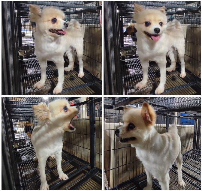 무안군유기동물보호소_446495202300306