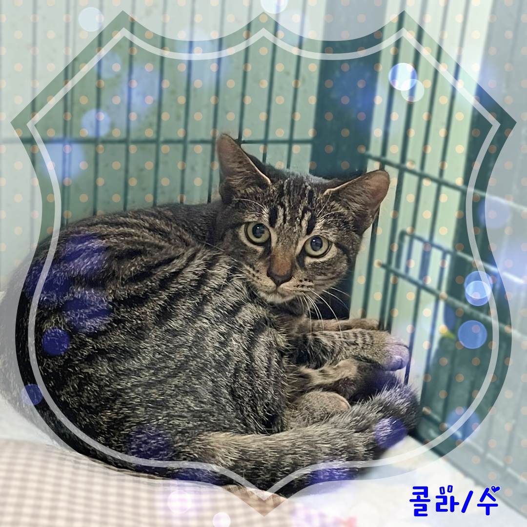 군산유기동물보호센터_445467202301999