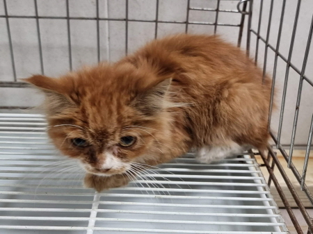 보호중 페르시안의 …