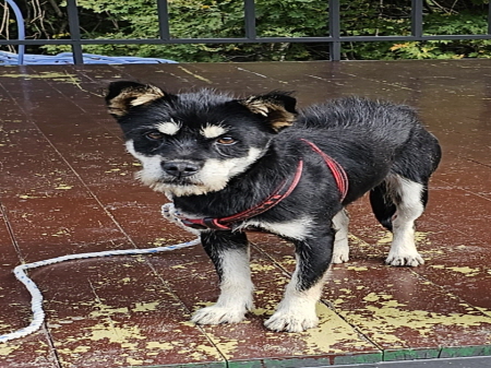 횡성유기동물보호센터_442426202300298