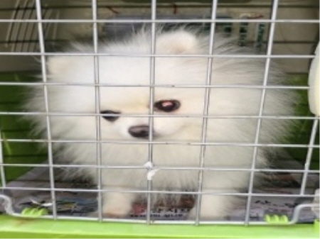 횡성유기동물보호센터_442426202300294