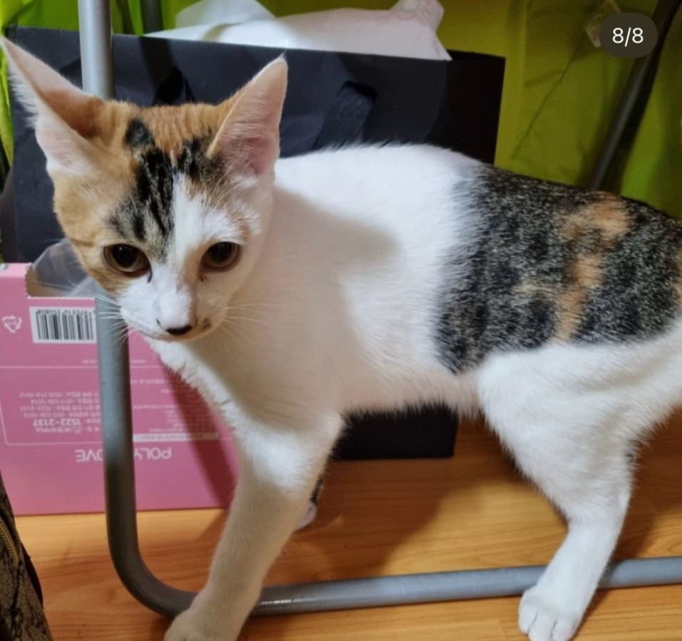 보호중 한국 고양이…