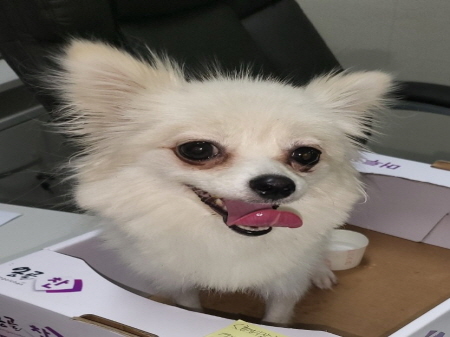 보호중 포메라니안의…